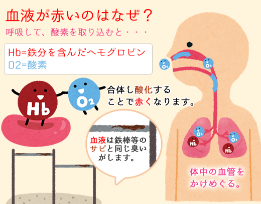 鉄過剰症による心不全の画像診断 期待されるt2 スター の役割 循環器内科専門医のブログ